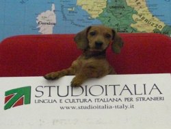 studio italia roma dil okulu 6
